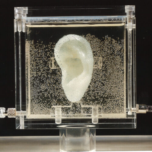ゴッホの耳再生プロジェクト　展示循環回路
